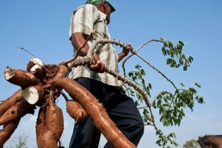 Familia warao se intoxicó por comer yuca amarga