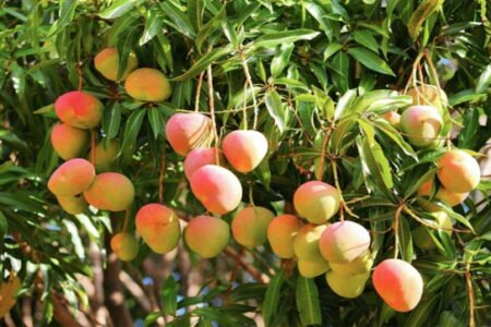 Historia de una madre warao en cuarentena: “Gracias a los mangos pudimos sobrevivir tres días”